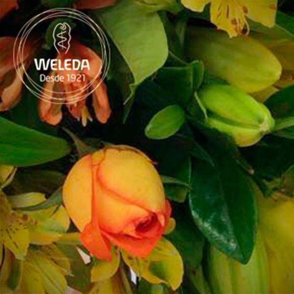 Weleda Creme Facial de Calêndula - Portifolio Creative Edition